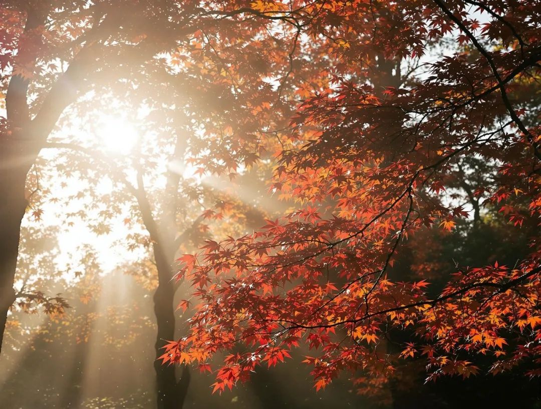 周末躺平指南|把生活過成詩,從綠蘋果開始